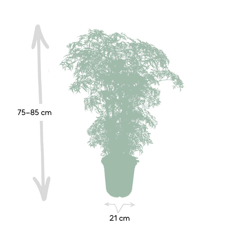 Polyscias Fruticosa - Aralia - Ø21cm - ↕75cm