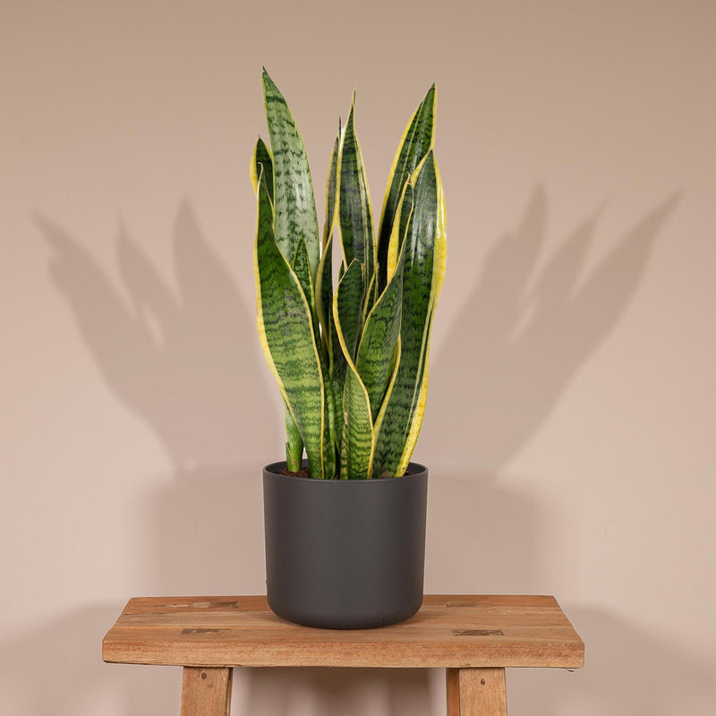 Sansevieria Laurentii - Vrouwentong - Ø14cm - ↕40cm
