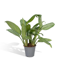 Aglaonema Christina - ø12cm - ↕30cm