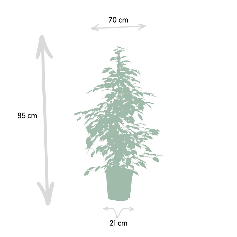 Ficus benjamina Goldenking - Ø21cm - ↕95cm