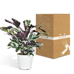 Calathea White Fusion - Pauwenplant - Ø14cm - ↕40cm