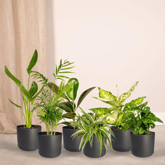 Verrassingsbox - 10 diverse kamerplanten - Ø12cm - ↕35cm