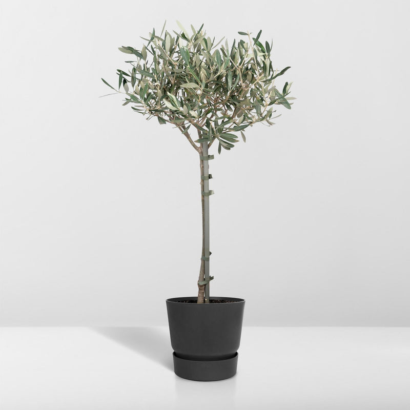 Olea op stam - Olijf - Ø19cm - ↕90cm