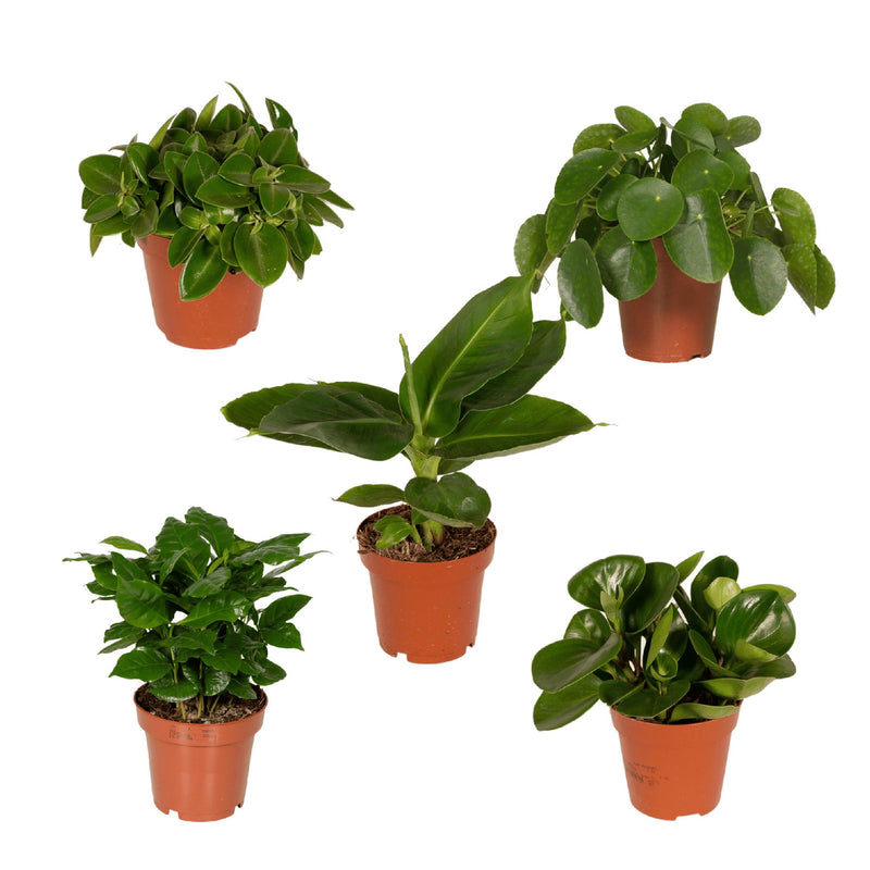 Verrassingsbox - 5 diverse kamerplanten - ø12cm - ↕10-25 cm