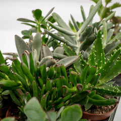 Succulenten Mix - 6 stuks - ø10,5cm - ↕12cm