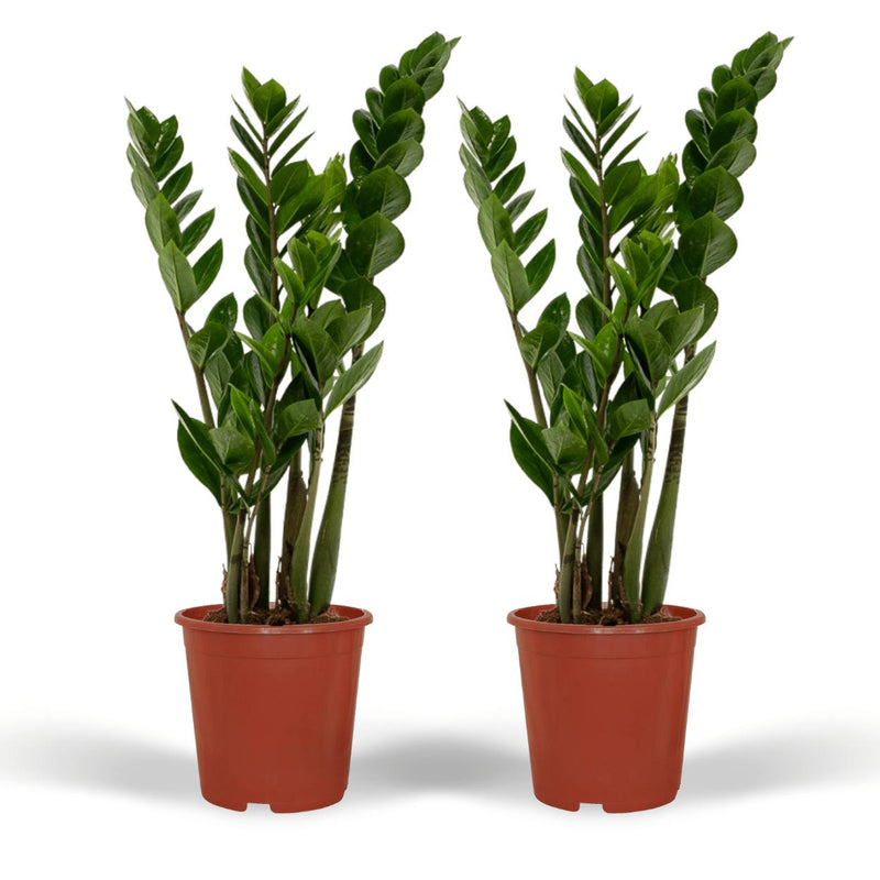 2x Zamioculcas Zamiifolia - Emerald palm - 50cm - ø14