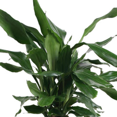 Dracaena Fagrans Steudneri Green - ↨55cm - Ø17cm