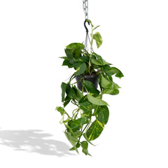 Epipremnum Aureum - Scindapsus - 25cm - Ø15