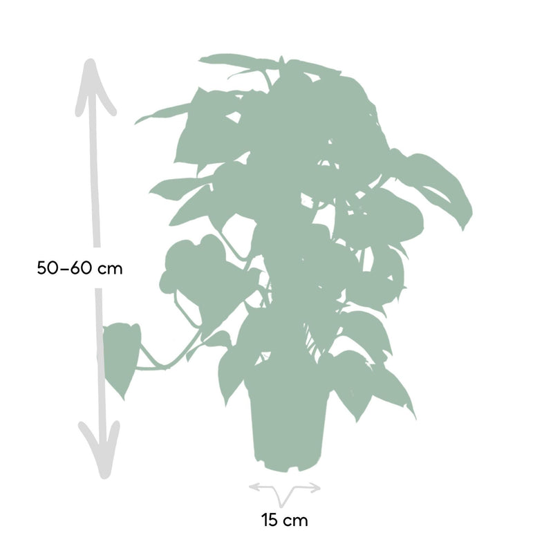 Epipremnum Aureum Mosstok - Drakenklimop - ø15cm - ↕60cm