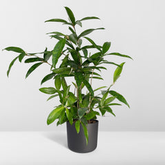 Dracaena Surculosa - Drakenboom - Ø17cm - ↕60cm