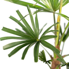 Trachycarpus fortunei - 45cm - Ø15