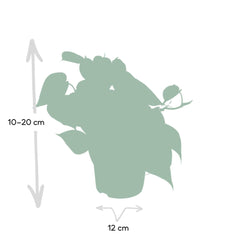 Philodendron Scandens - 15cm - Ø12