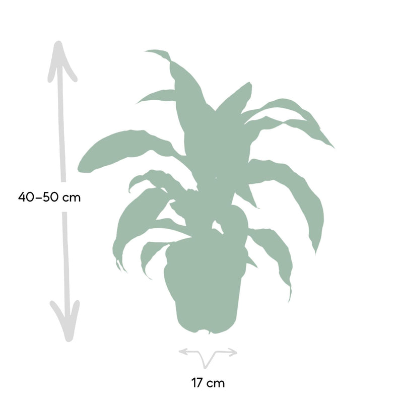 Dracaena Fragrans Groen Geel - Drakenboom - Ø17cm - ↕40cm