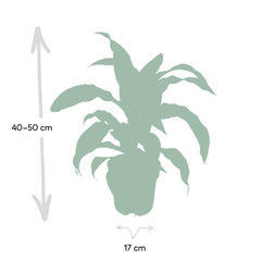 Dracaena Fragrans Groen Geel - Drakenboom - Ø17cm - ↕40cm