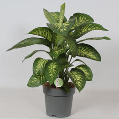 Dieffenbachia Reeva - Ø24cm - ↕75cm