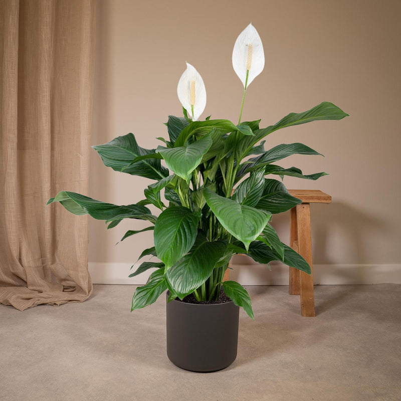 Spathiphyllum - Lepelplant - ø19cm - ↕80cm