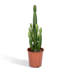 Euphorbia Acruensis - Cactus - 60cm - Ø24