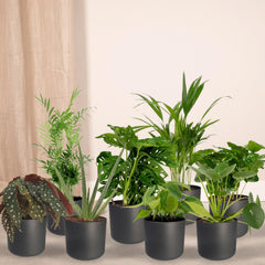 Mini kantoor plantenbox - 8 kamerplanten - Diverse hoogtes - Ø12