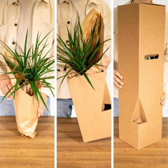 Verrassingsbox - 8 diverse kamerplanten - ø12cm - ↕10-25 cm