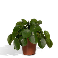 Pilea Peperomiodes - Pannekoekenplant - 25cm - Ø15