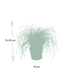 Cyperus Alternifolius  - Kattengras - Ø12cm - ↕20cm