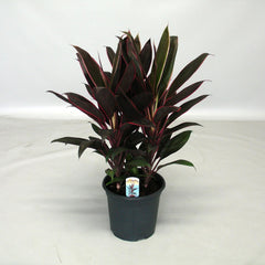 Cordyline Fruticosa Rumba - Ø19cm - ↕55cm