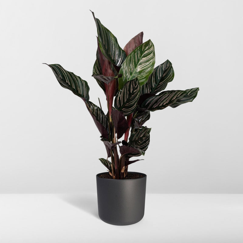 Calathea Ornata - Pauwenplant - ø14cm - ↕50cm