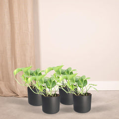 Epipremnum Aureum - 4 stuks - ø12cm - ↕20cm