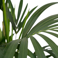 Howea Forsteriana - Kentiapalm - 120cm - Ø24