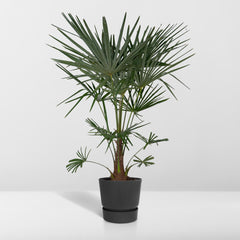 Trachycarpus fortunei - 120cm - Ø24