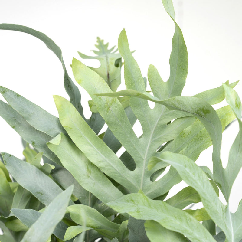 Phlebodium Aureum Blue Star - Zinkvaren - Ø17cm - ↕50cm