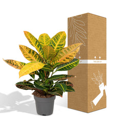 Codiaeum Petra - Ø17cm - ↕45cm