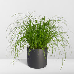 Cyperus Alternifolius  - Kattengras - Ø12cm - ↕20cm