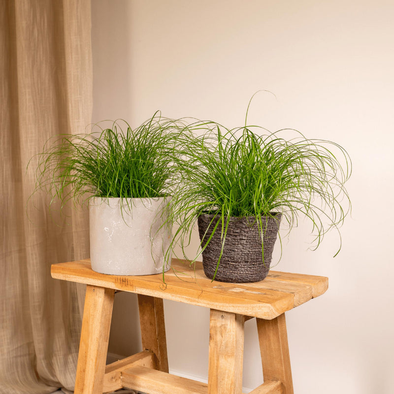 2x Cyperus Alternifolius - Kattengras - 20cm - ø12