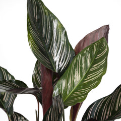 Calathea Ornata - Pauwenplant - ø14cm - ↕50cm