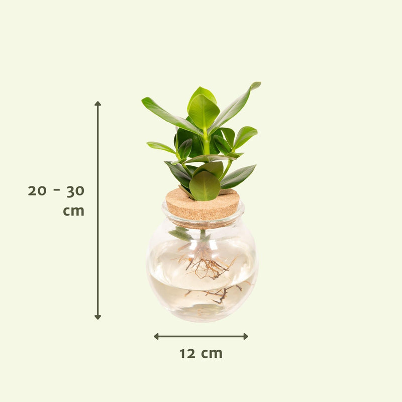 Clusia in Bolglas - ø12cm - ↕30cm