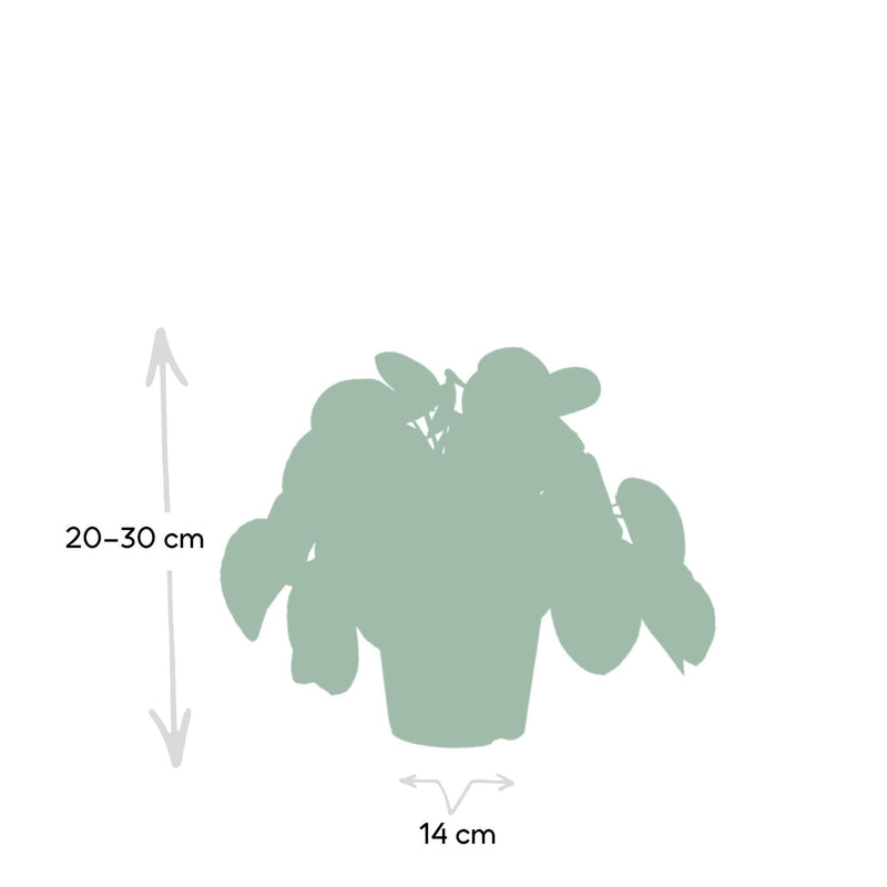 Pilea Peperomiodes - Pannekoekenplant - Ø15cm - ↕25cm