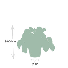 Pilea Peperomiodes - Pannekoekenplant - 25cm - Ø15