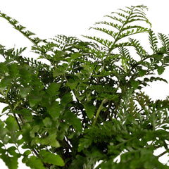 Asplenium Parvati - Sierasperge - Ø17cm - ↕30cm