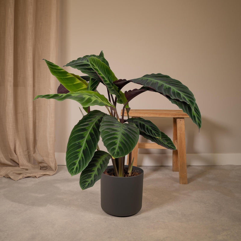 Calathea Warscewiczii - Pauwenplant - Ø19cm - ↕70cm