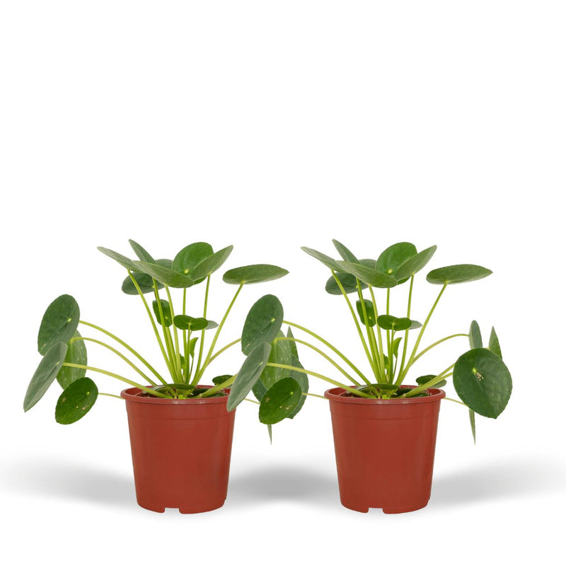 2x Pilea Peperomiodes - Pannekoekenplant - 20cm - ø12