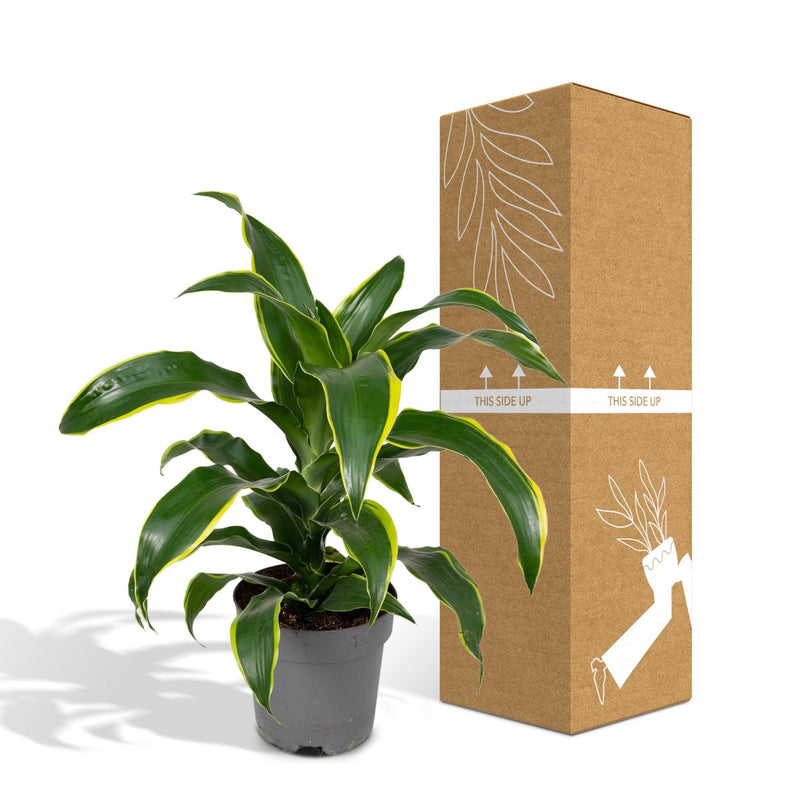 Dracaena Fragrans Groen Geel - Drakenboom - Ø17cm - ↕40cm