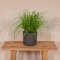 Cyperus Alternifolius  - Kattengras - Ø12cm - ↕20cm