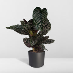 Calathea Ornata - Ø19cm - ↕75cm