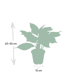 Aglaonema Crete - ø12cm - ↕30cm