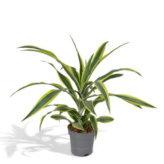 Dracaena Fragrans Lemon Lime - Drakenboom - 40cm - Ø17