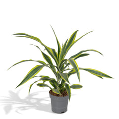 Dracaena Fragrans Lemon Lime - Drakenboom - Ø17cm - ↕40cm