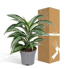 Dracaena Fragrans Wit Bont - Drakenboom - Ø17cm - ↕50cm