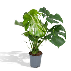 Monstera Deliciosa - Gatenplant - Ø21cm - ↕65cm