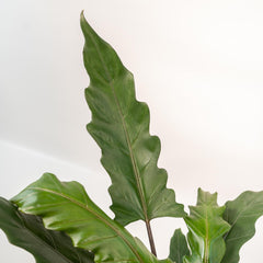 Alocasia Lauterbachiana - Ø19cm - ↕80cm